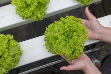 Lady hand holding Organic Hydroponic butterhead leaf lettuce vegetables plantation in aquaponics system