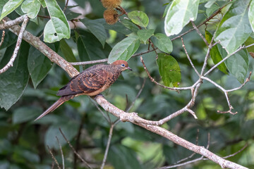 Nature wildlife image of The little cuckoo-dove perched in the middle of the foresting nature.