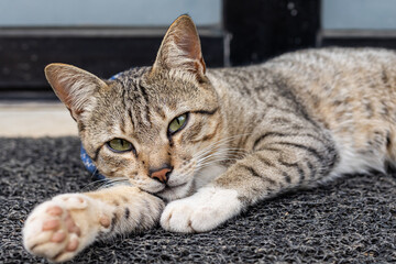 Closeup Cute cat lying and resting