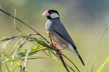 Nature Wildlife image of beautiful bird Java sparrow (Lonchura oryzivora)