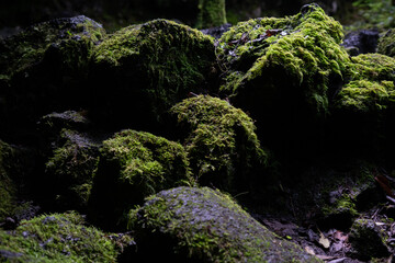 rocas con musgo