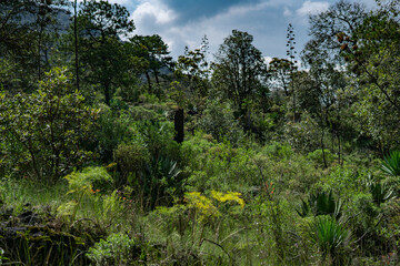 bosque