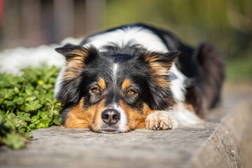 australian shepherd dog in the park in spring