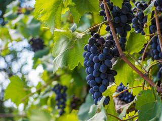 Fototapeta premium Ripening grapes on a vine. Black ripe grapes hanging from the branches