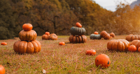 Pumpkin field at sunset background of mountains.