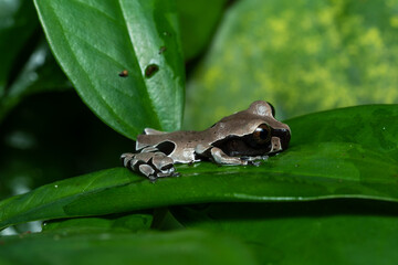Obraz premium Young crowned tree frog on a plant