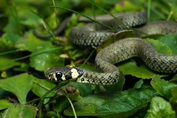 European grass snake in the grass