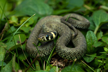 European grass snake in the grass
