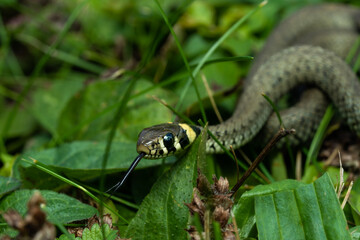 European grass snake in the grass