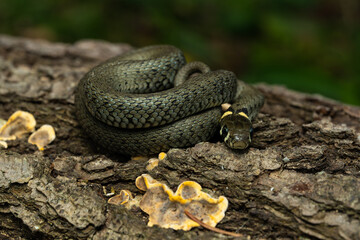 European grass snake on a piece of bark in the forest