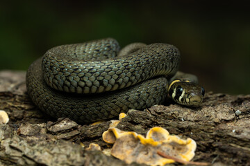 European grass snake on a piece of bark in the forest
