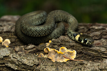 European grass snake on a piece of bark in the forest