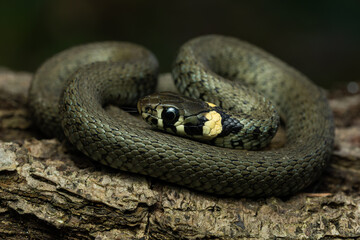 European grass snake on a piece of bark in the forest
