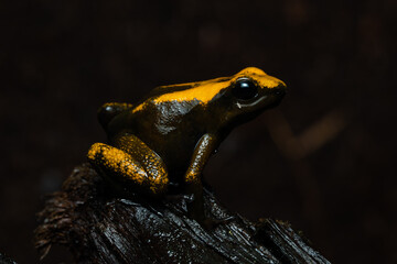 Closeup of a golden poison frog with unusual coloration