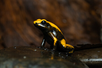 Closeup of a golden poison frog with unusual coloration
