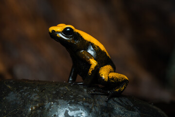 Closeup of a golden poison frog with unusual coloration