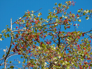 berries, rose hips against blue sky