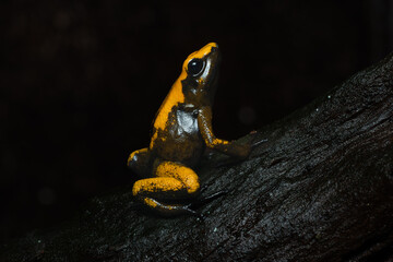 Closeup of a golden poison frog with unusual coloration
