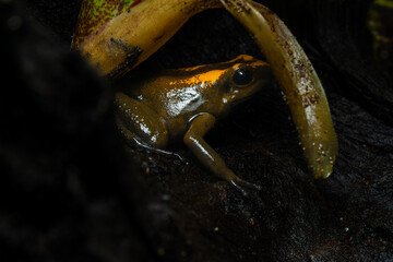 Naklejka premium Closeup of a golden poison frog with unusual coloration