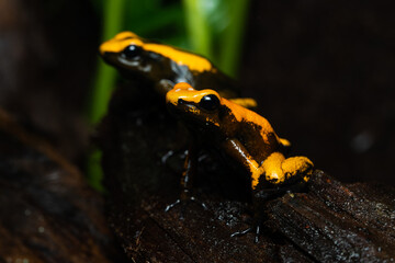 Closeup of two golden poison frogs with unusual coloration on a log