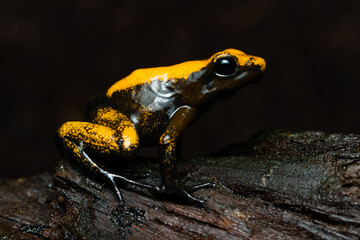 Closeup of a golden poison frog with unusual coloration