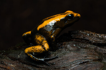Closeup of a golden poison frog with unusual coloration