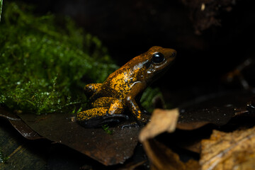 Closeup of a golden poison frog with unusual coloration