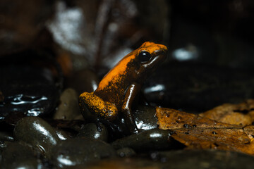 Closeup of a golden poison frog with unusual coloration