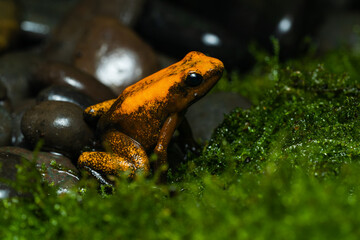 Closeup of a golden poison frog with unusual coloration