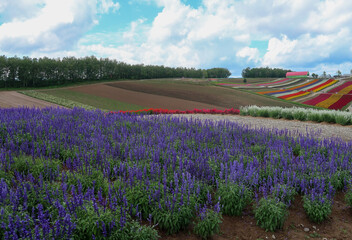 北海道の美瑛町の花畑