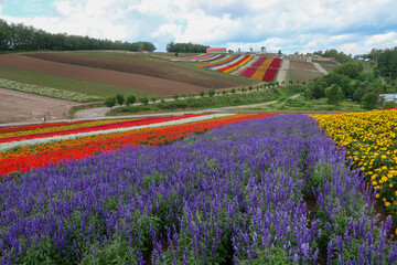 北海道の美瑛町の花畑