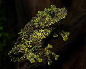Vietnamese Mossy Frog
