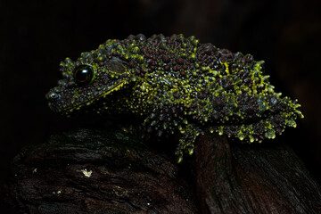 Vietnamese Mossy Frog