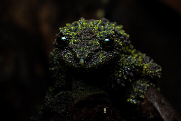 Vietnamese Mossy Frog