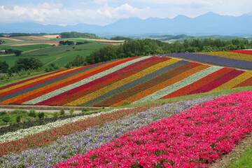 Fototapeta na wymiar 北海道の美瑛町の花畑