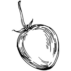 Vector physalis summer. Isolated botanical flower, leaves. Black and white engraved sketch ink art. Leaf plant botanical garden floral foliage. Wildflower drawing leaf illustration element.