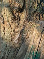 Background texture of a gnarled tree trunk, focus in the background. Close-up of tree bark in sunlight