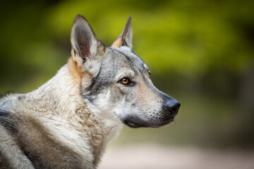 czechoslovakian wolfdog portrait in the forest