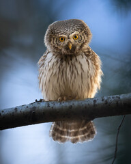 Pygmy owl (Glaucidium passerinum) little owl forest in Eastern North Poland Europe
