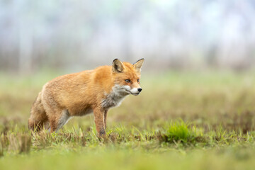 Fox (Vulpes vulpes) in autumn scenery, Poland Europe, animal walking among autumn meadow in amazing warm light	