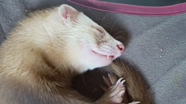 the red-haired domestic ferret sleeps in a hammock in a cage. unusual pets. food and accessories for rodents.