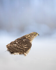 Birds of prey Goshawk Accipiter gentilis juvenile bird hunting time Poland Europe bird sitting on the ground in snow winter frosty day	
