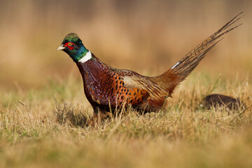 Common pheasant (Phasianus colchius) Ring-necked pheasant in natural habitat, male grassland