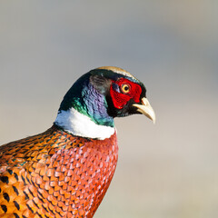 Common pheasant (Phasianus colchius) Ring-necked pheasant in natural habitat, male grassland