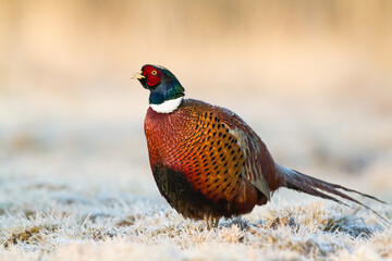 Common pheasant (Phasianus colchius) Ring-necked pheasant in natural habitat, male grassland