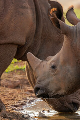 Obraz premium Wild young white rhino with its mom. 
