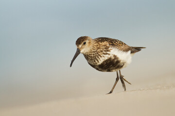 bird - Dunlin Calidris alpina adult migratory bird, shorebird