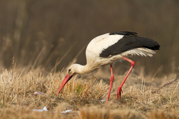A white stork Ciconia ciconia walking among green meadow Poland Europe