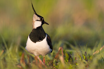 Bird Lapwing Vanellus vanellus on green background spring time close up