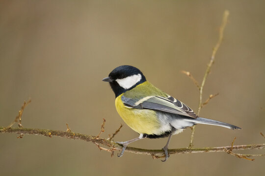 Colorful great tit ( Parus major ) perched on a tree trunk, photographed in horizontal, amazing background	